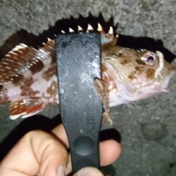 今夜もアジング