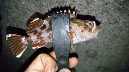 今夜もアジング