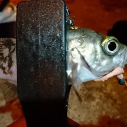 少しだけアジング！！