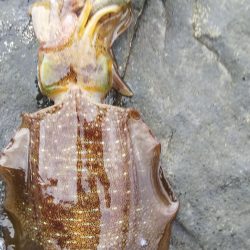 午後からエギング