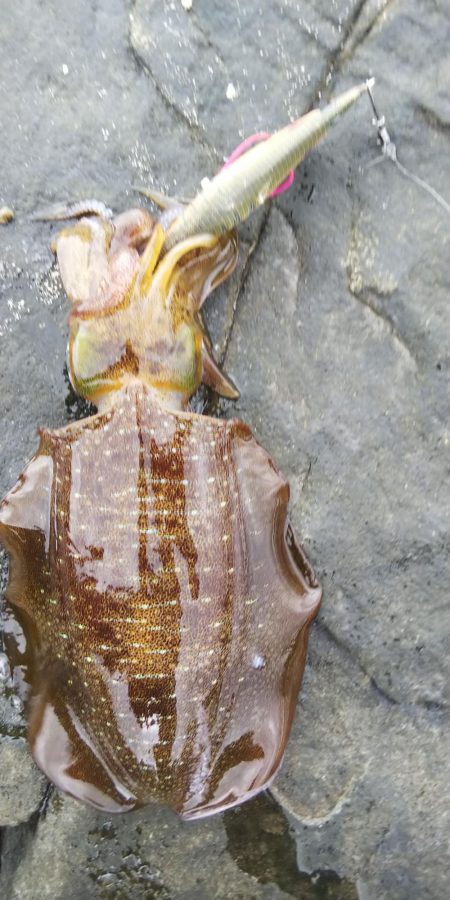 午後からエギング