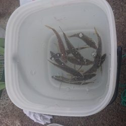 タチウオ、青物狙いが青物(サバ)、青物(アジ)、青物(ハマチ)