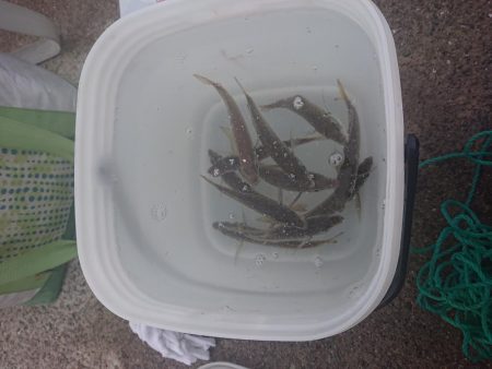 タチウオ、青物狙いが青物(サバ)、青物(アジ)、青物(ハマチ)