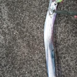 青物不発 タチウオぼちぼち