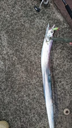 青物不発 タチウオぼちぼち