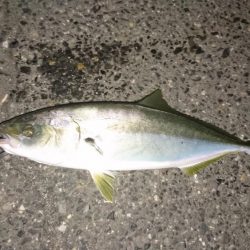 シーバス釣れない