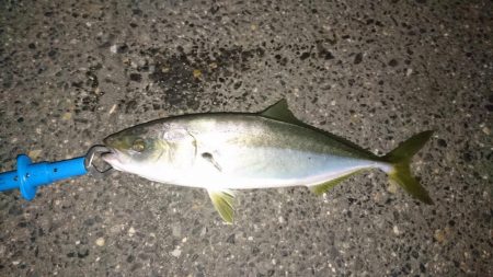 シーバス釣れない