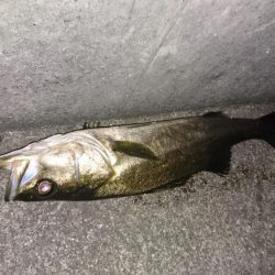 今日はいい日だ❗