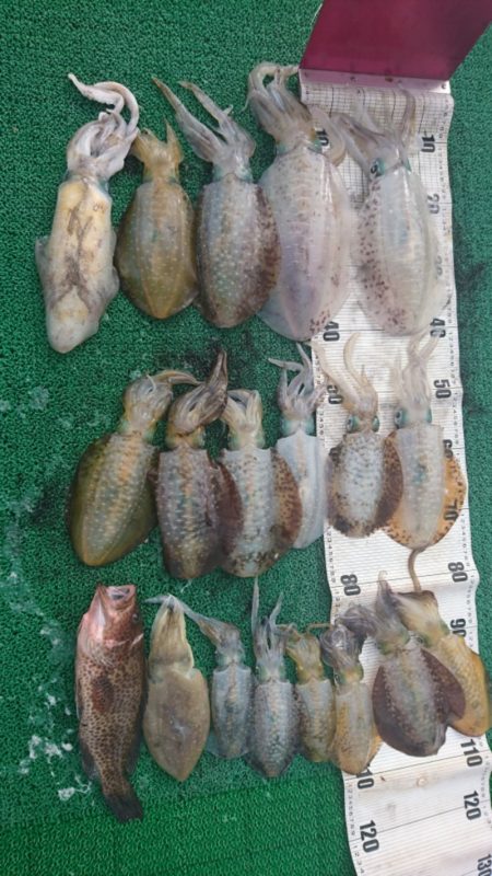 ティップラン午前便