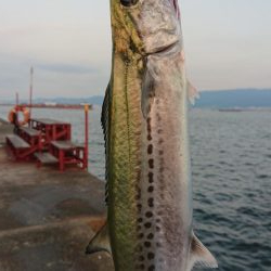 武庫一でハマチ、サゴシ