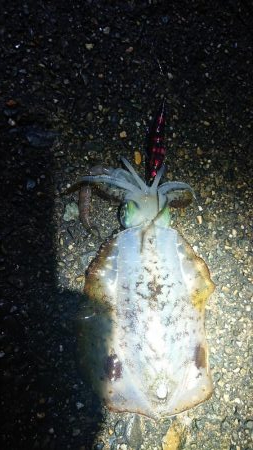 朝はエソ、夜はイカ