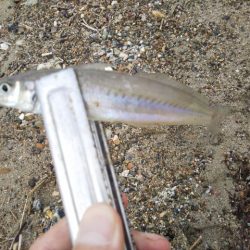 アタリはあるのに・・・