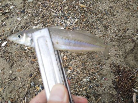 アタリはあるのに・・・