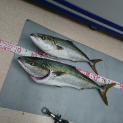 堤防からまさかのブリ!