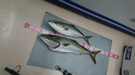 堤防からまさかのブリ!