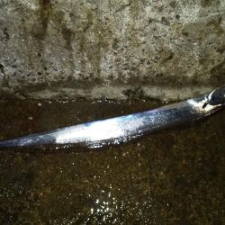 ワインドは不調もウキ釣りで挽回