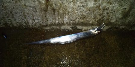 ワインドは不調もウキ釣りで挽回