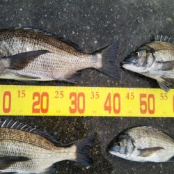 久しぶりのチヌ