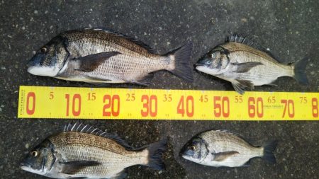 久しぶりのチヌ