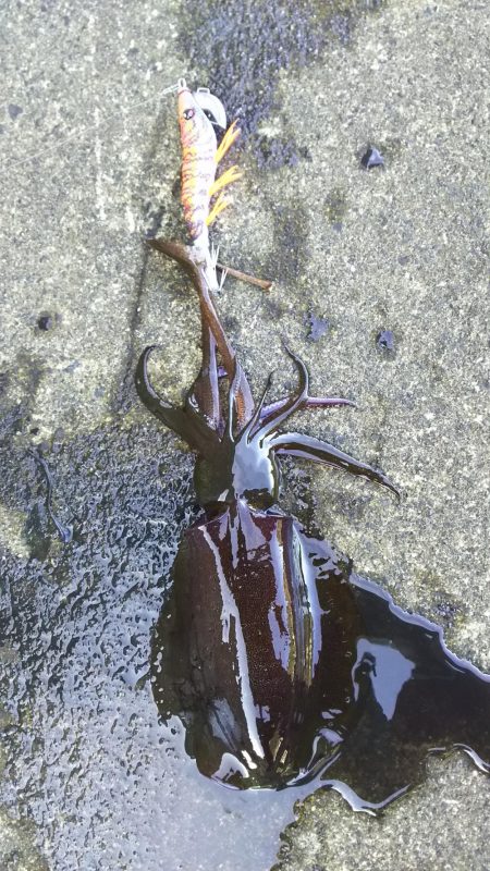 初心者セット7980