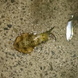 台風後の様子見て来ました。