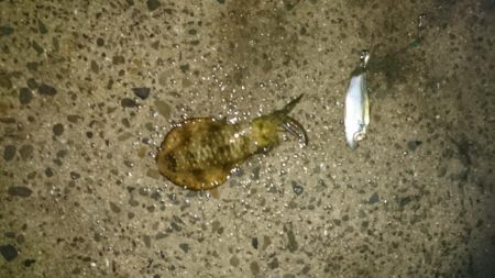 台風後の様子見て来ました。