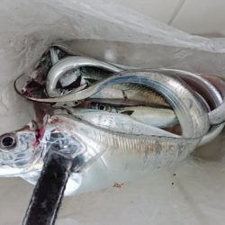 太刀魚ええサイズ！