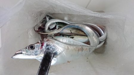 太刀魚ええサイズ！