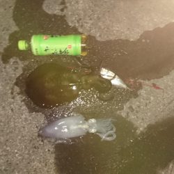 夕方から夜中にかけての短時間釣行