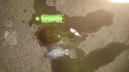 夕方から夜中にかけての短時間釣行