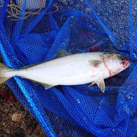 良い朝でした！