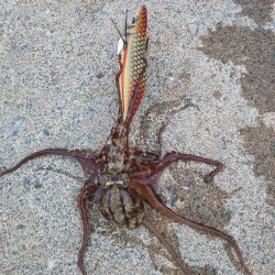 ロングテンションフォール