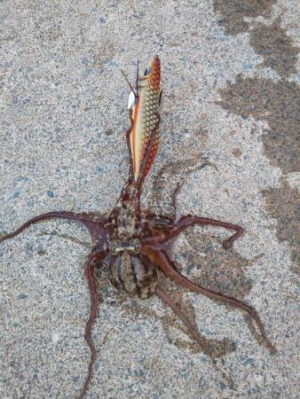 ロングテンションフォール