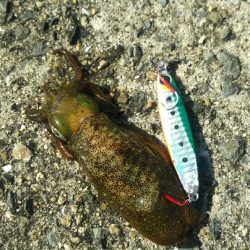 【苅田港】秋のシーバス調査