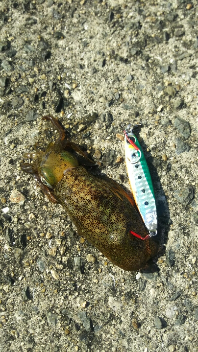 【苅田港】秋のシーバス調査