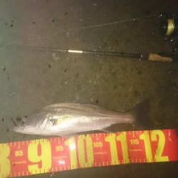 円山川チーバスチューバス