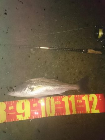 円山川チーバスチューバス