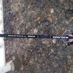 大きくなってきたハマチ