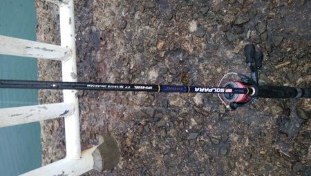 大きくなってきたハマチ