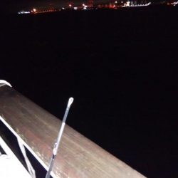 渋い中なんとかタチウオ