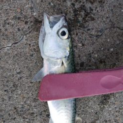 湾奥の青物調査＆タモウオ