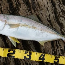 ヒラマサ 三兄弟