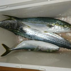 タチウオ不発も