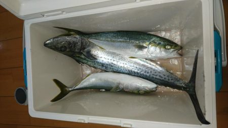 タチウオ不発も