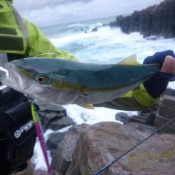 雄島の青物(ツバス)