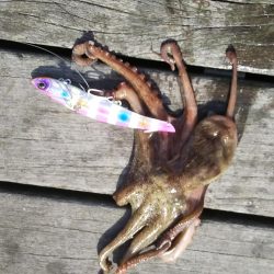 コスモまだ行けるやん!