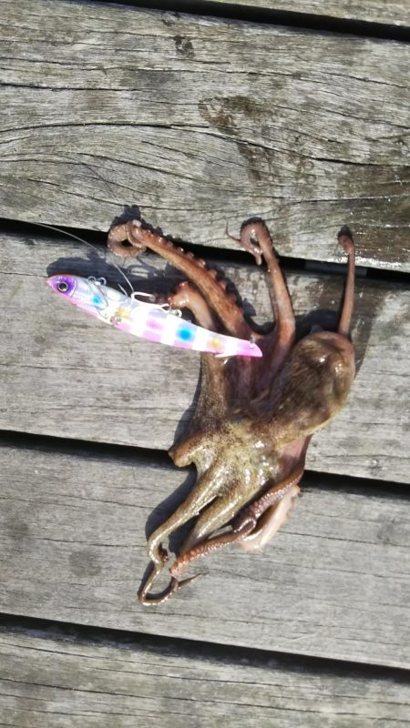 コスモまだ行けるやん!