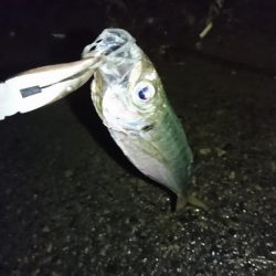 久しぶりのメバリング！