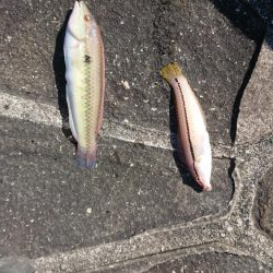 エギンク&シーバス&キス釣り