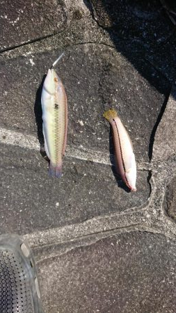 エギンク&シーバス&キス釣り